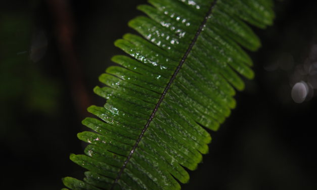 Mycopteris taxifolia