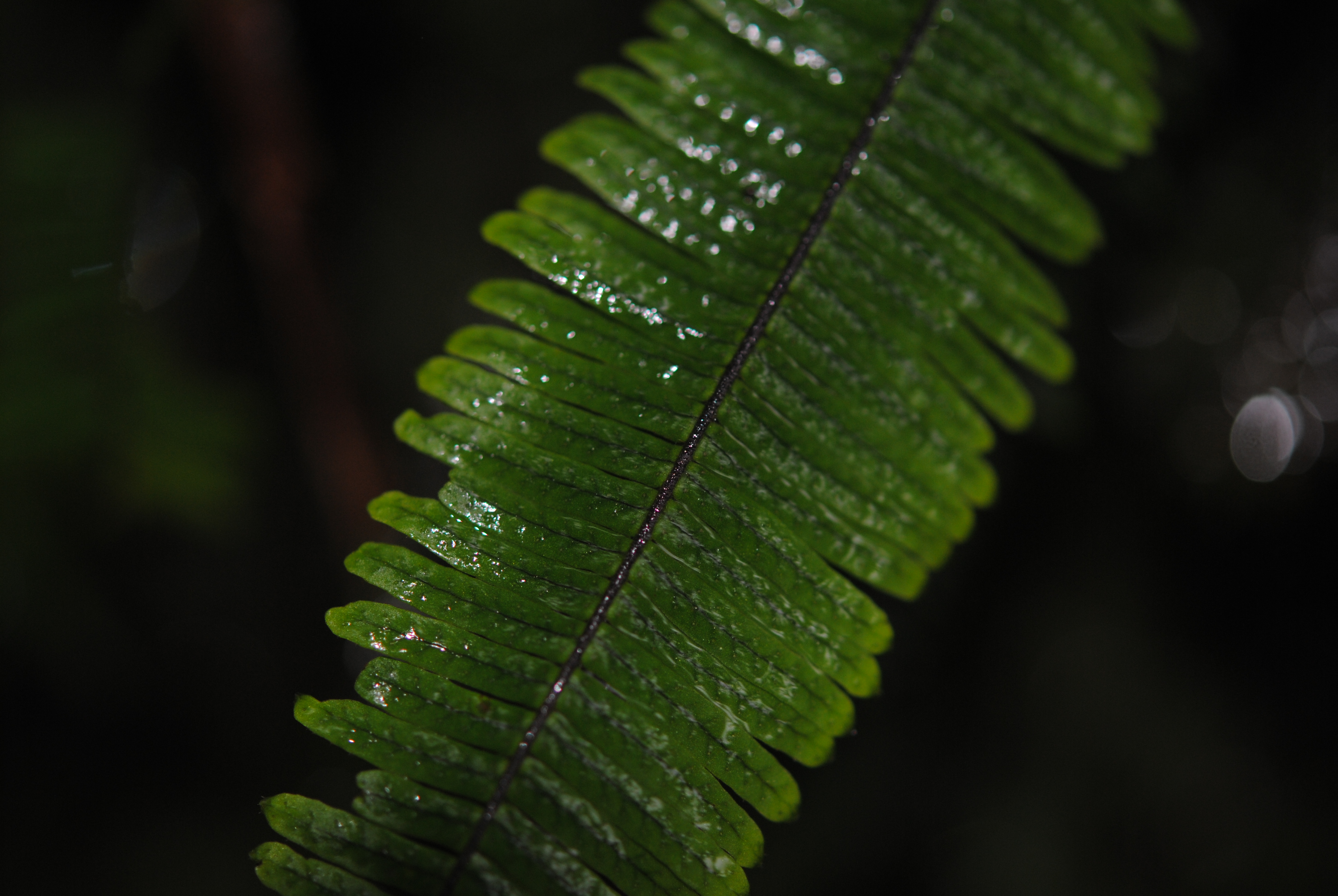 Mycopteris taxifolia