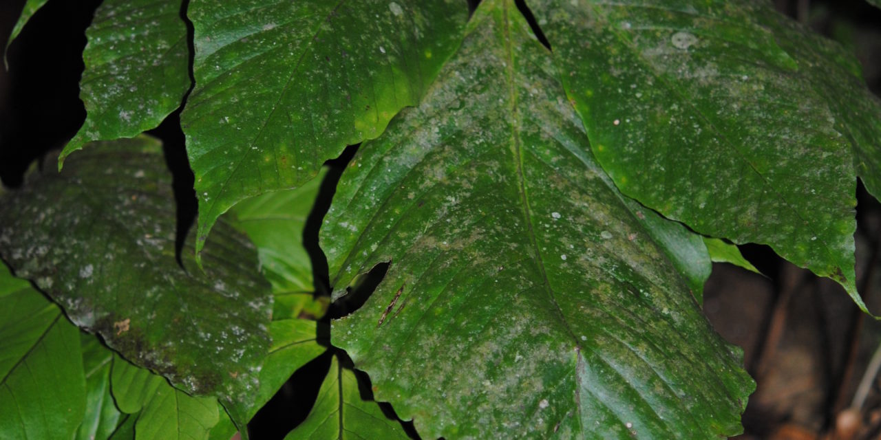 Mickelia pergamentacea