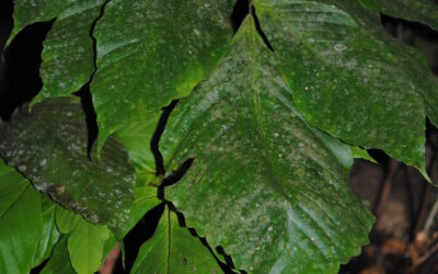 Mickelia pergamentacea