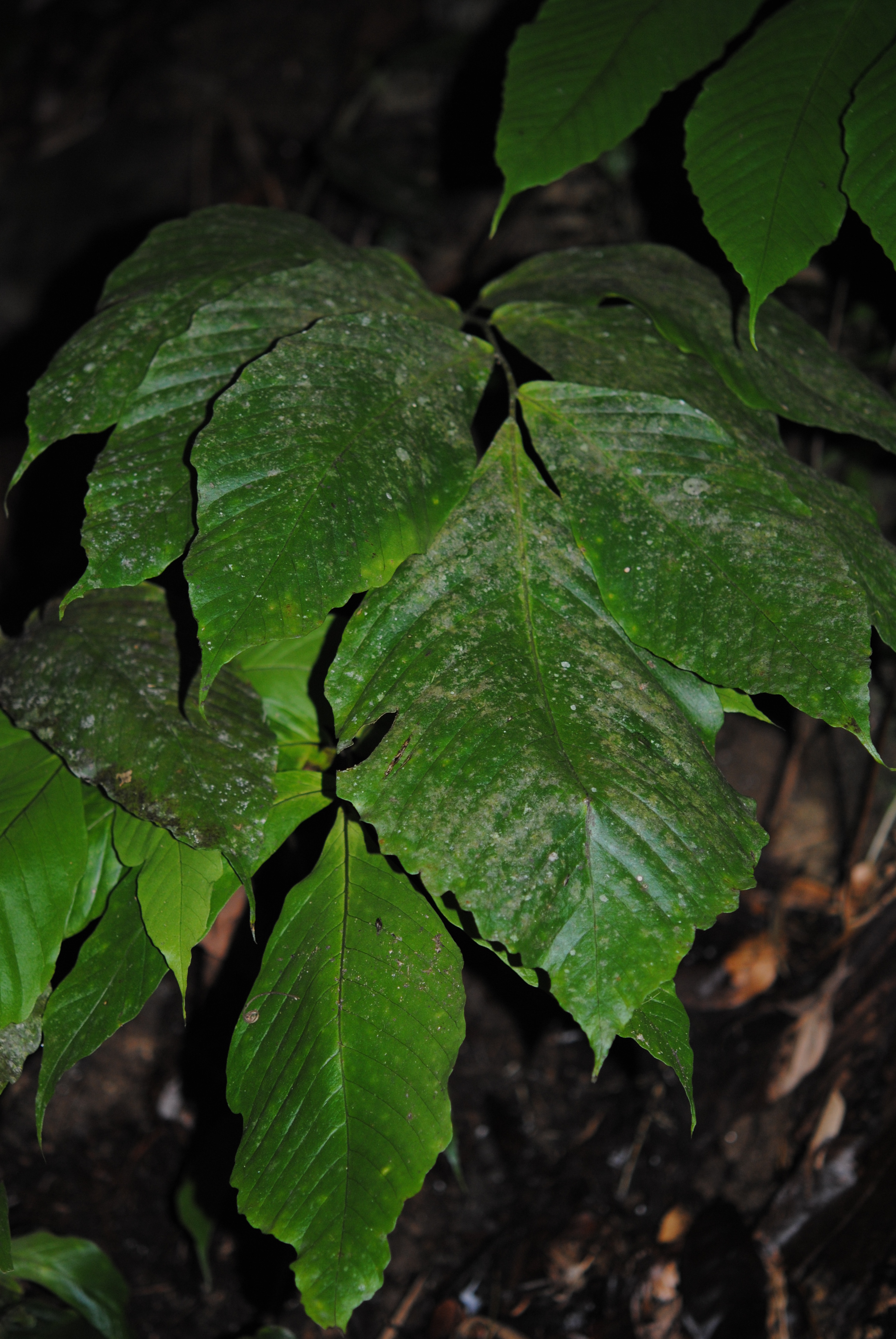 Mickelia pergamentacea