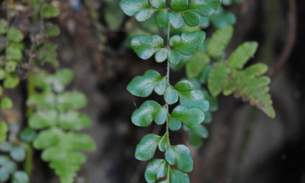 Anemia portoricensis