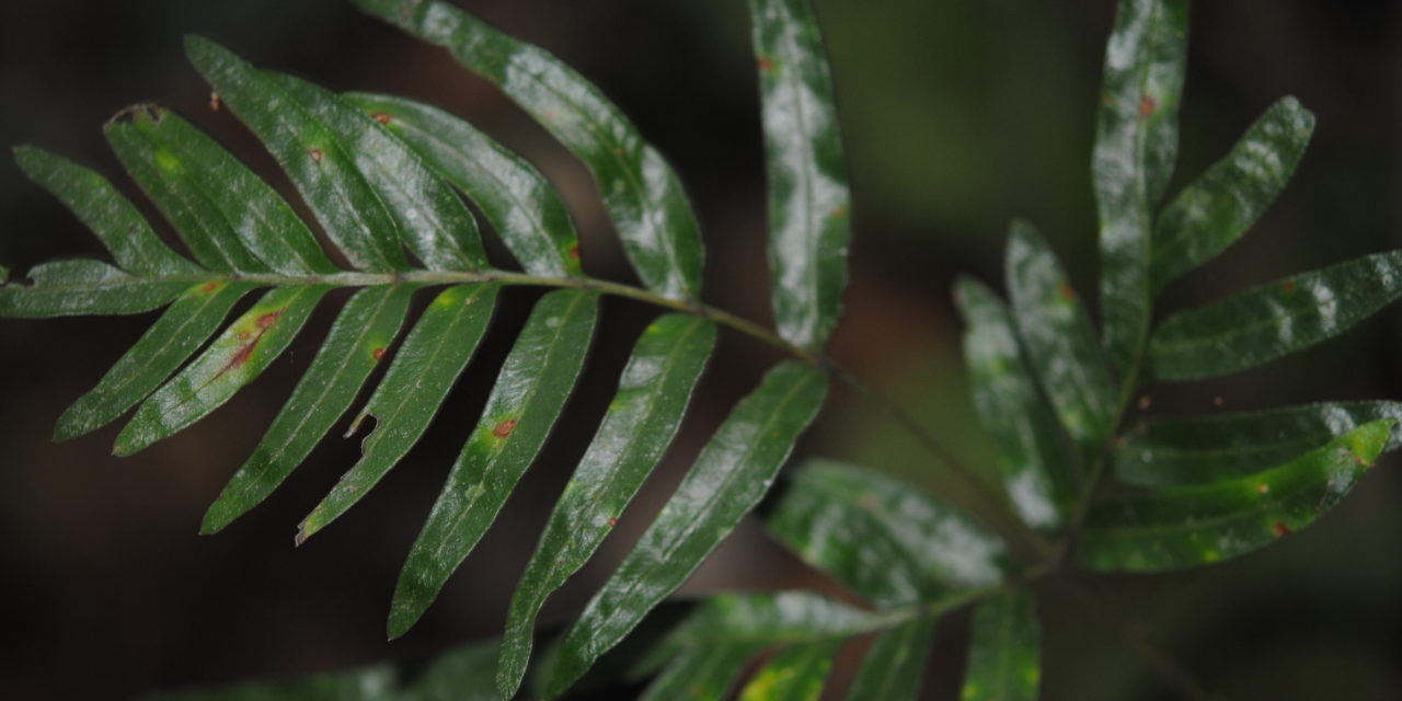 Pteris mutilata