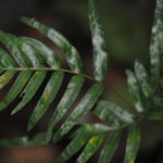 Pteris mutilata