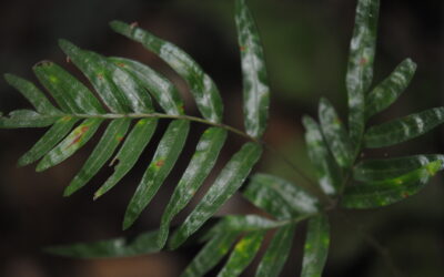 Pteris mutilata