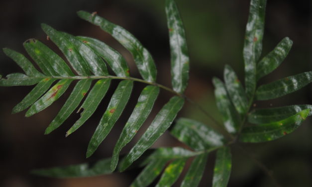 Pteris mutilata