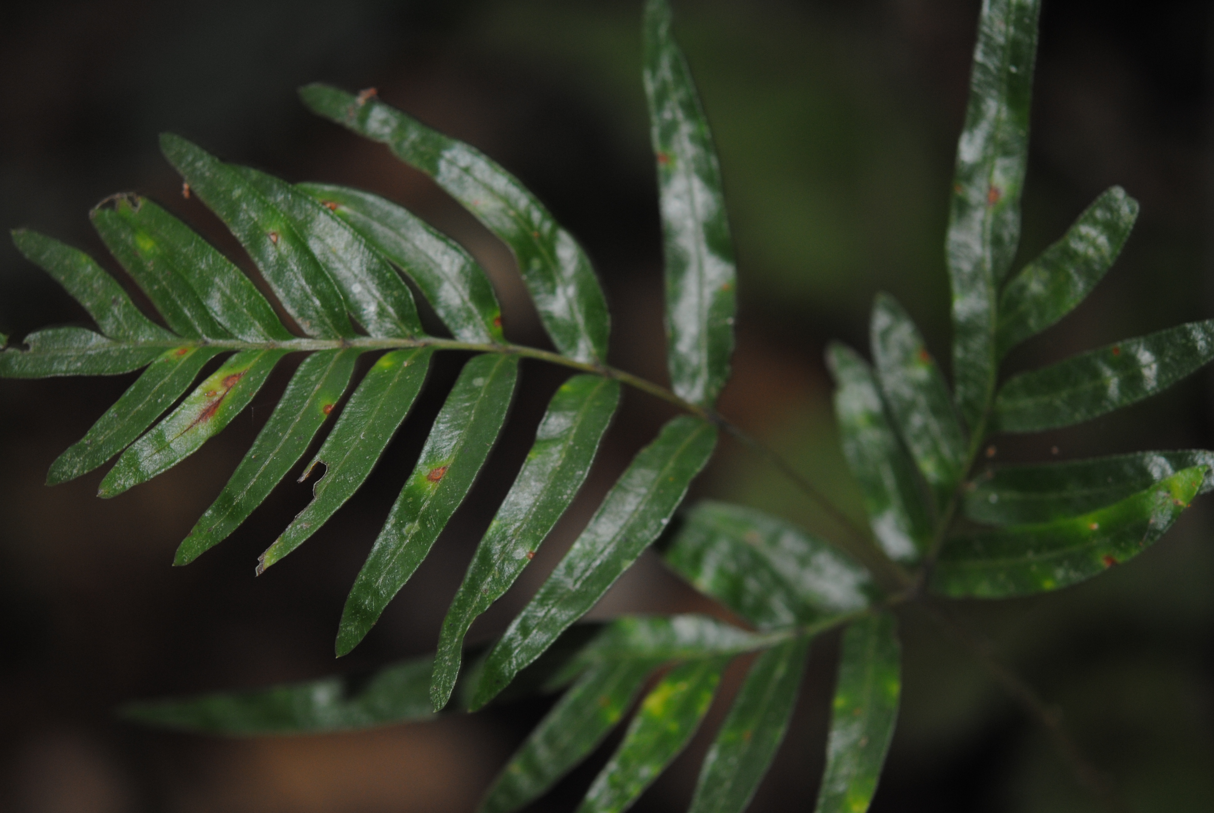 Pteris mutilata