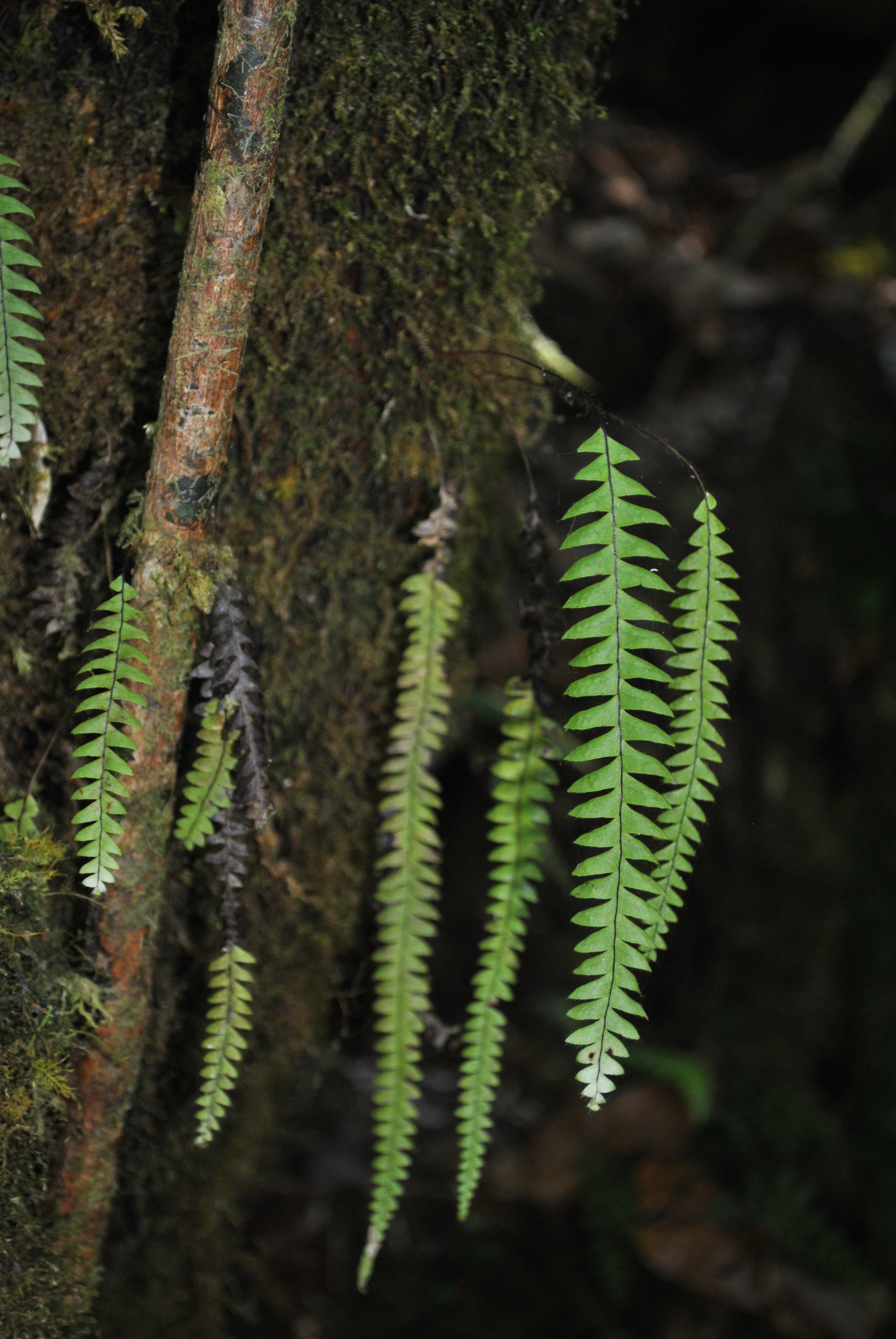 Terpsichore asplenifolia