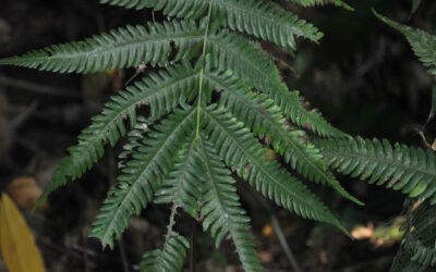 Goniopteris resiliens