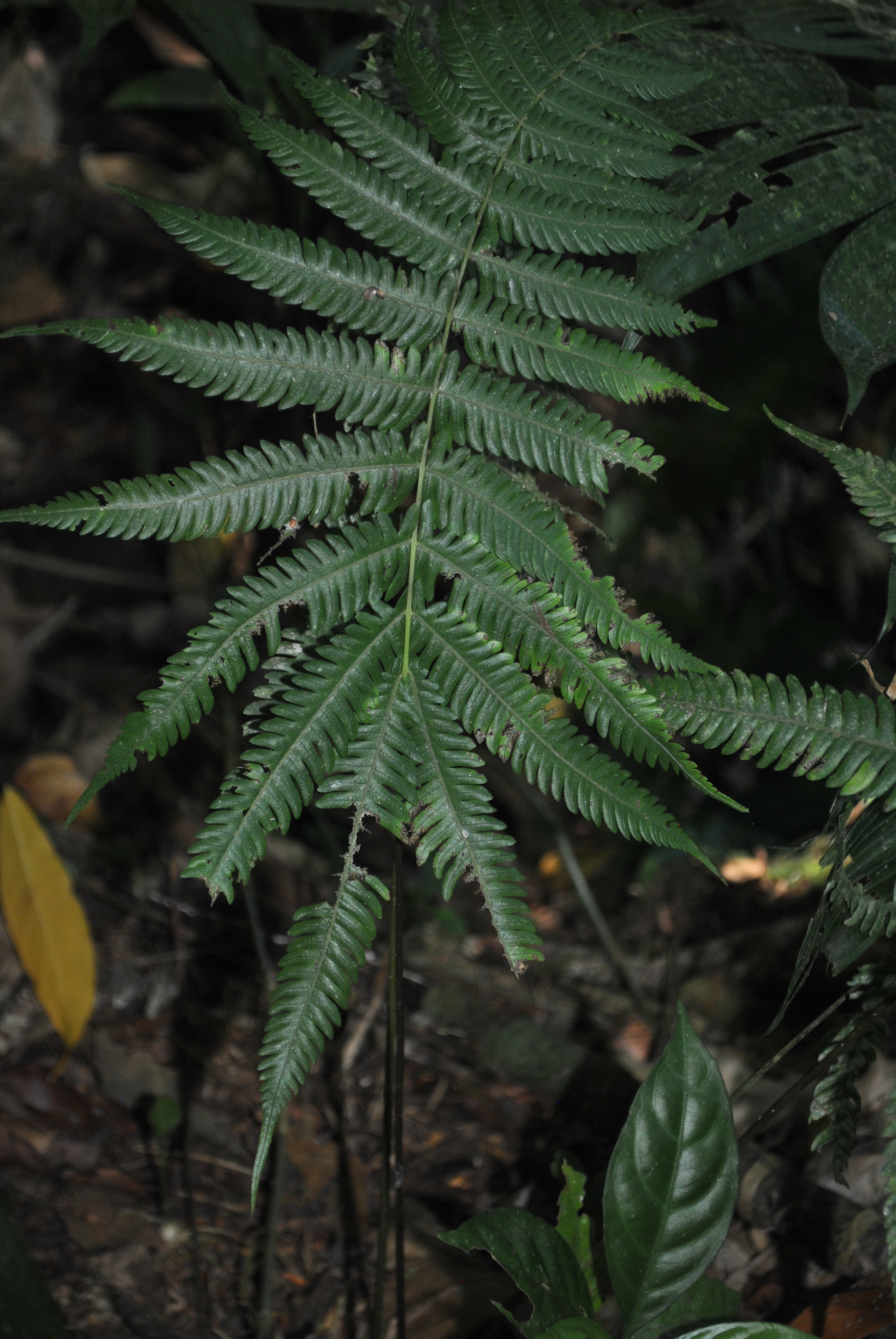 Goniopteris resiliens