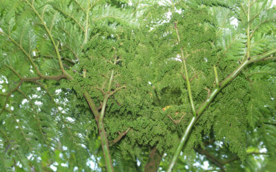 Thyrsopteris elegans