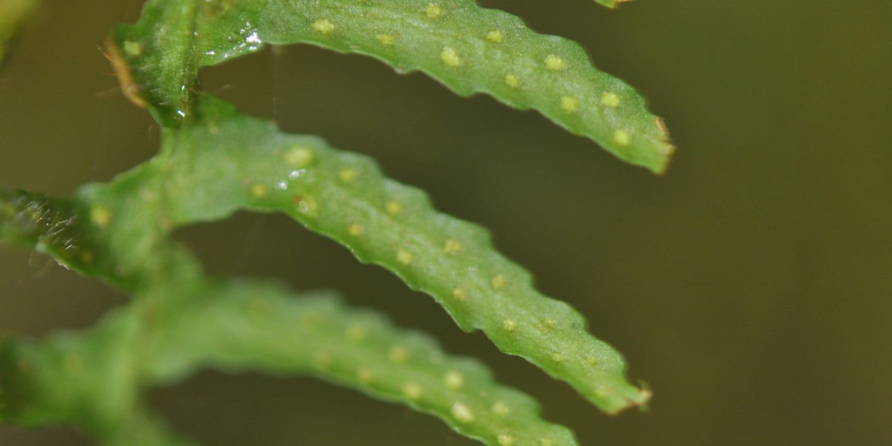 Tomophyllum polytrichum