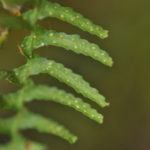 Tomophyllum polytrichum