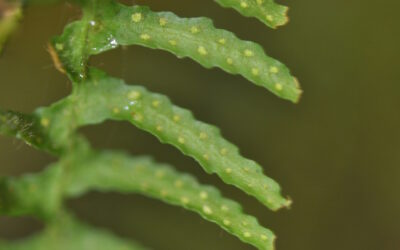 Tomophyllum polytrichum