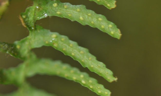 Tomophyllum polytrichum