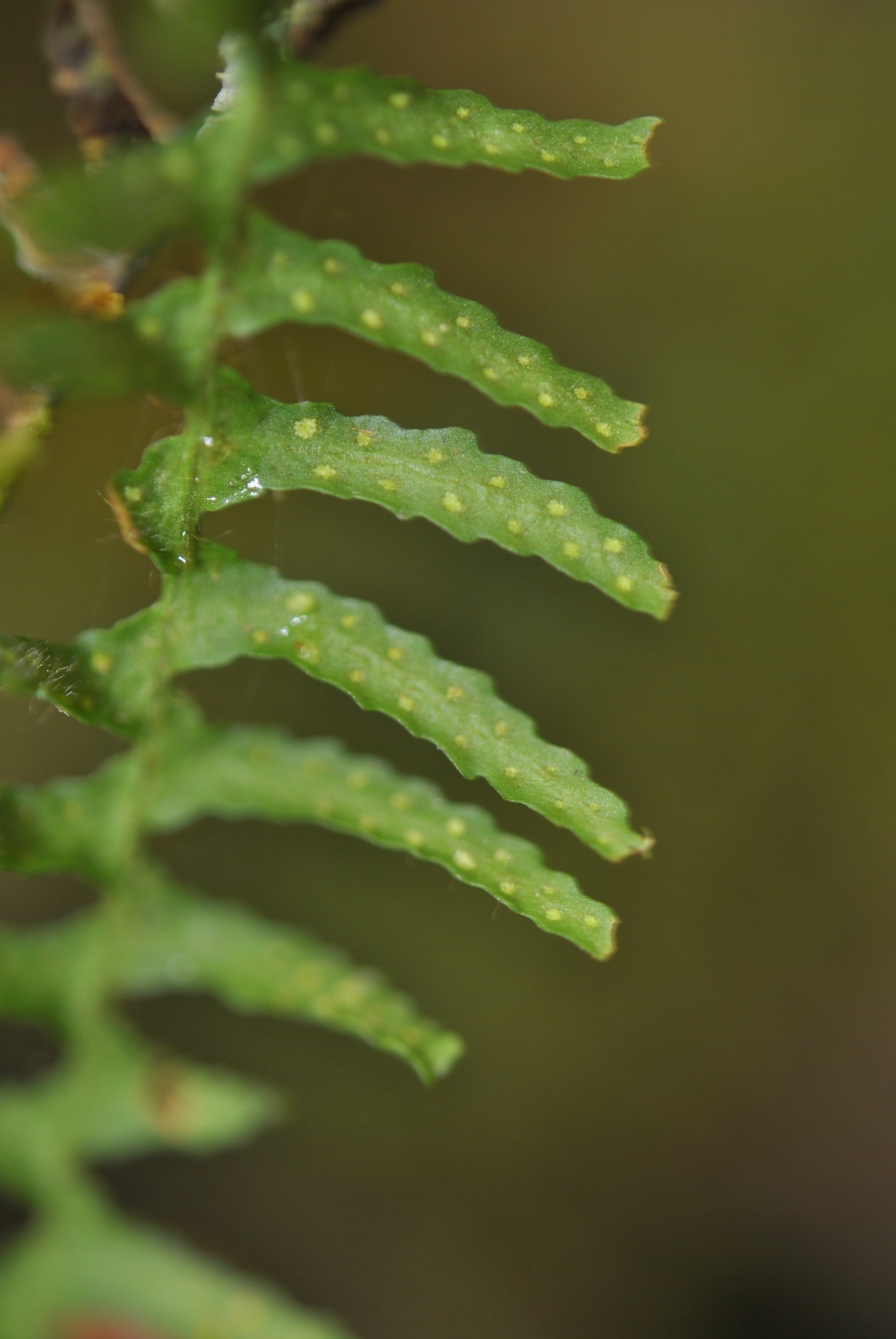 Tomophyllum polytrichum