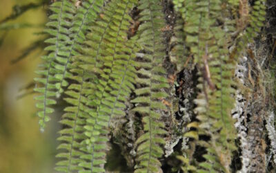 Tomophyllum beleense