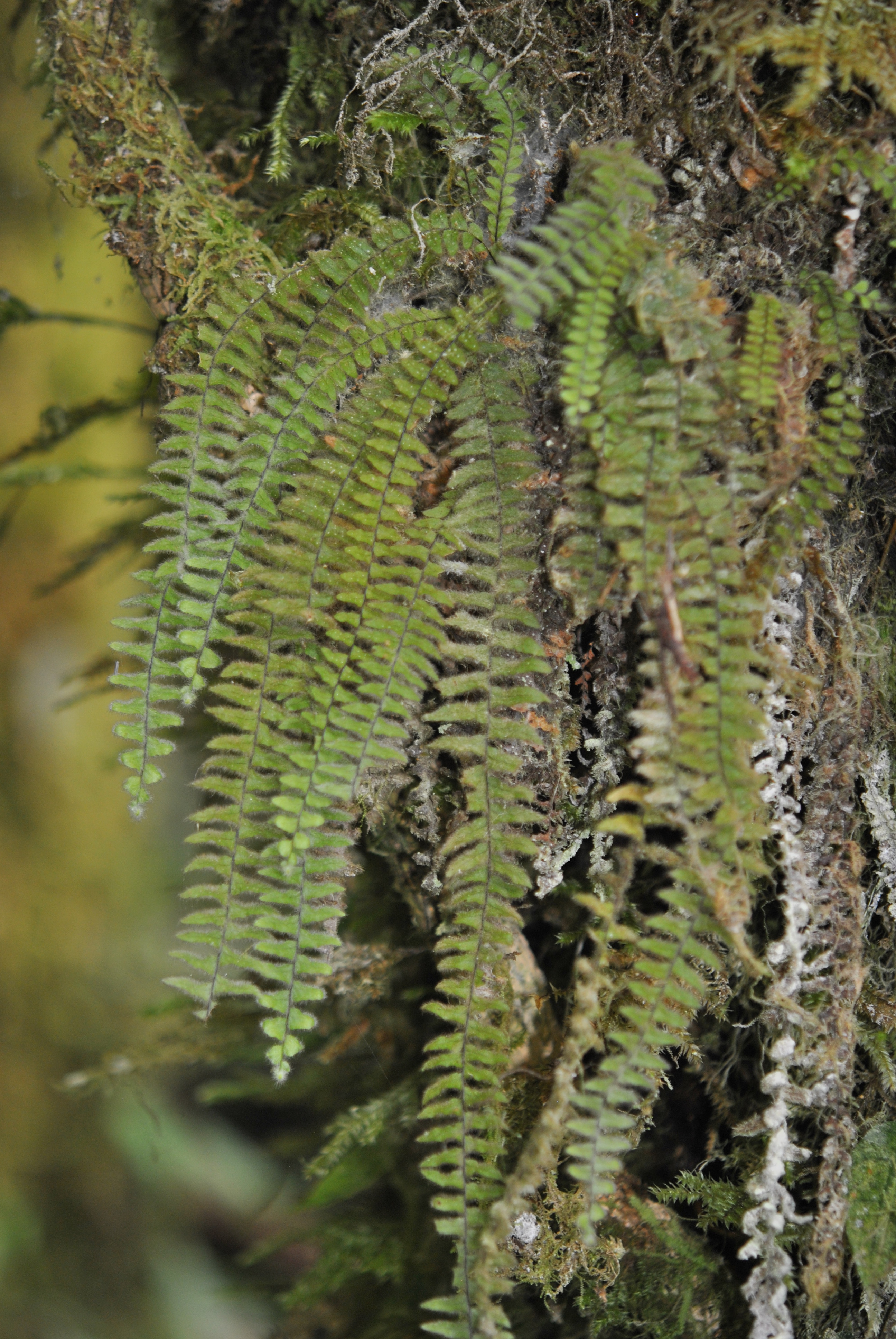 Tomophyllum beleense