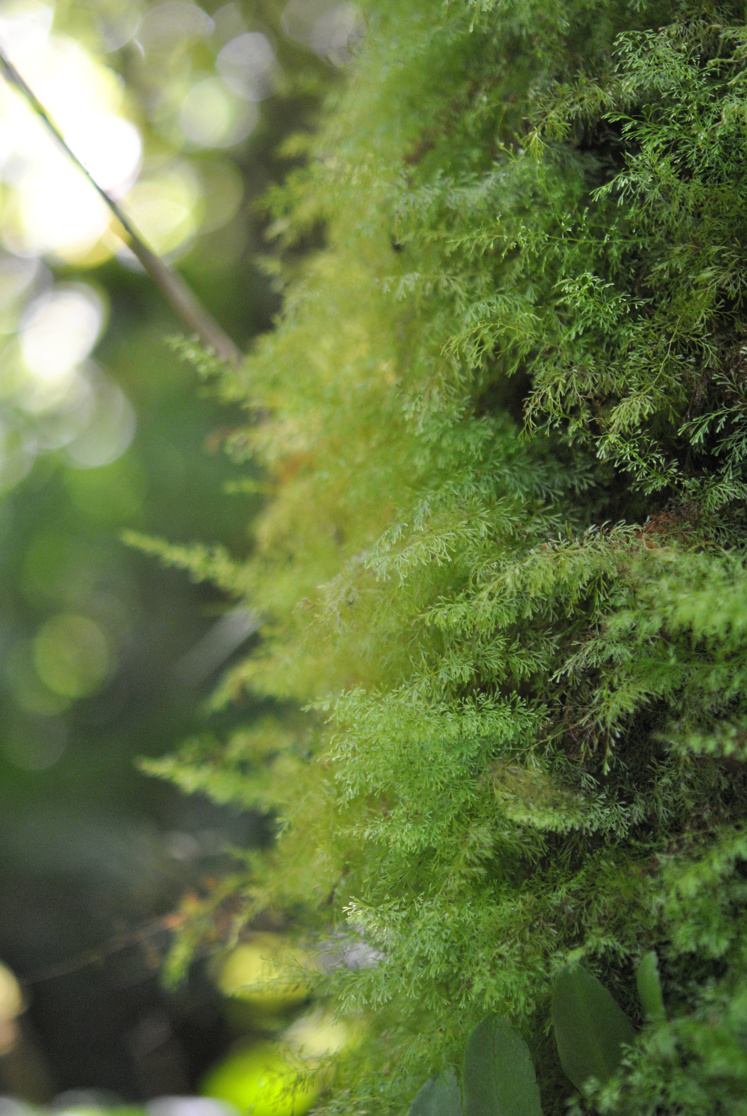 Polyphlebium capillaceum