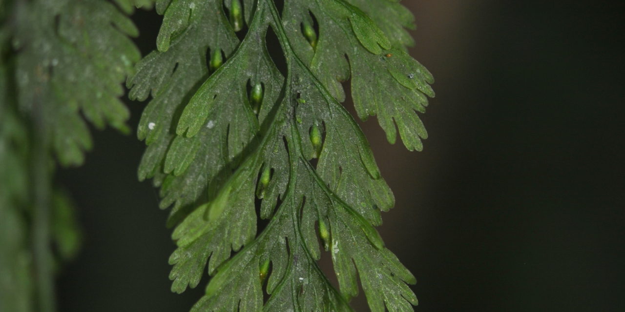 Vandenboschia radicans