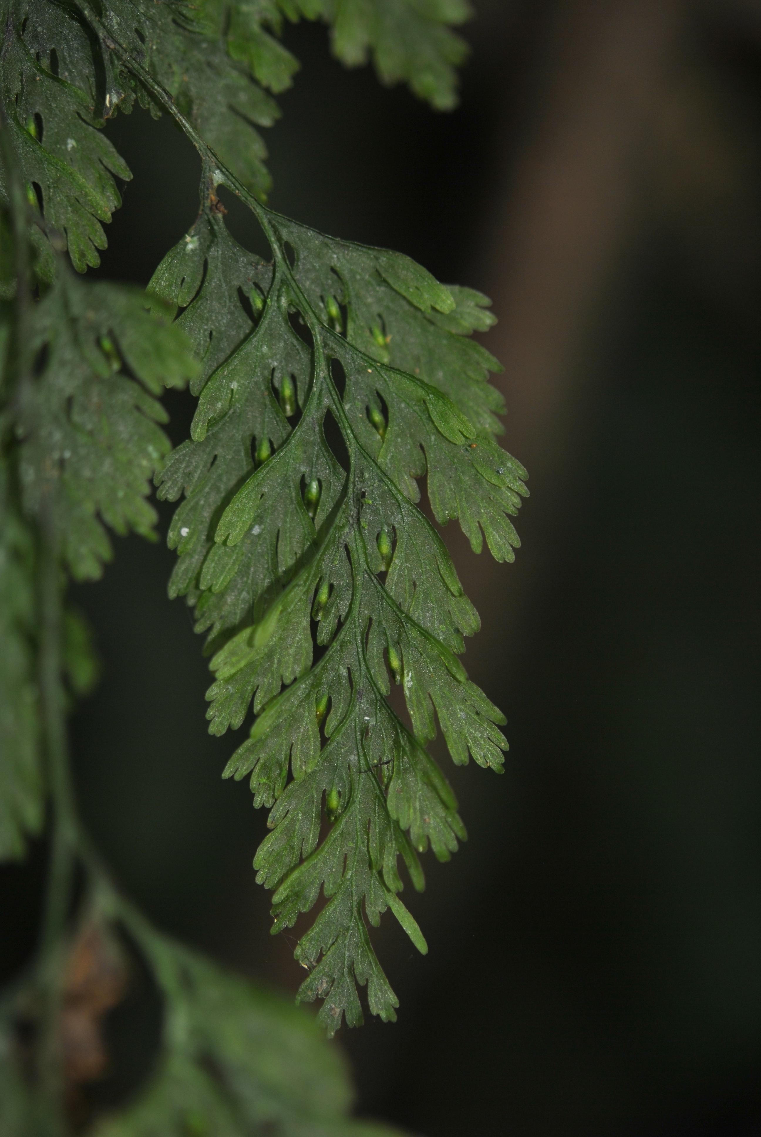 Vandenboschia radicans