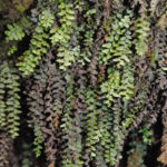 Key to the genera of grammitid ferns