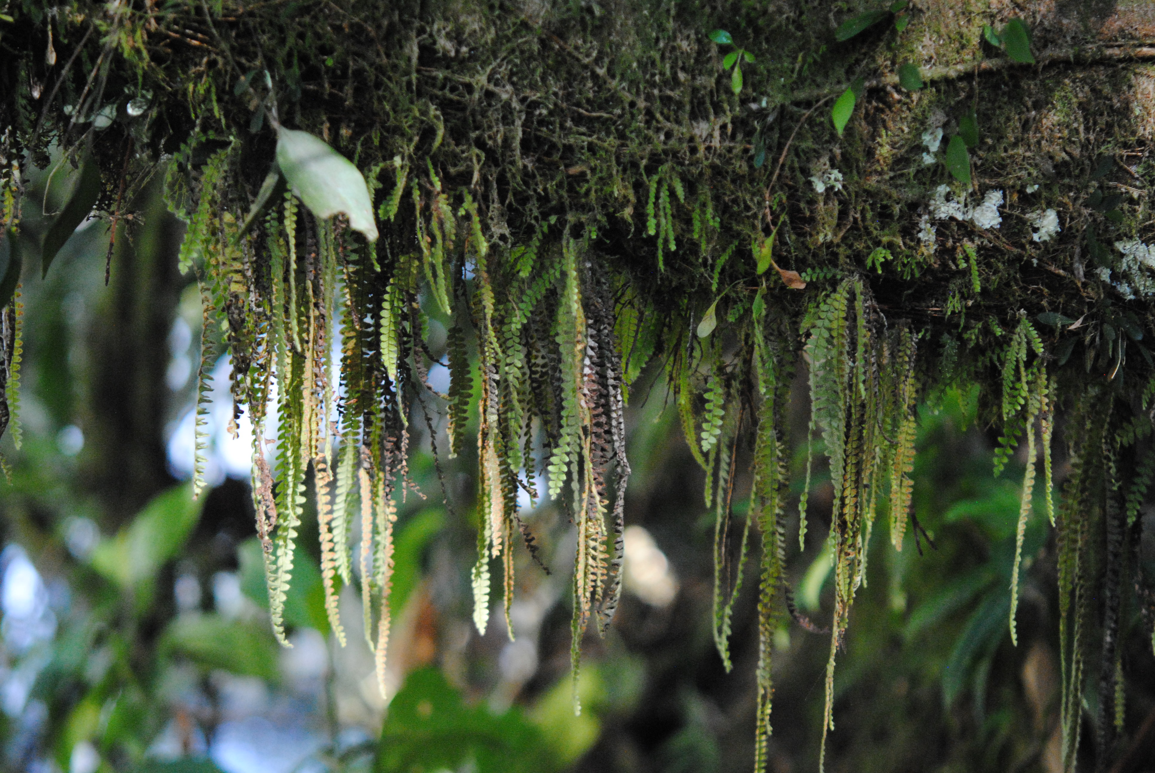 Alansmia senilis