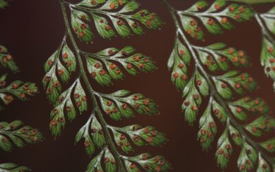 Arachniodes denticulata