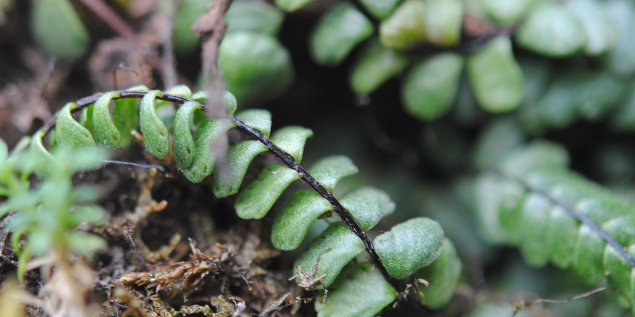 Asplenium cf castaneum