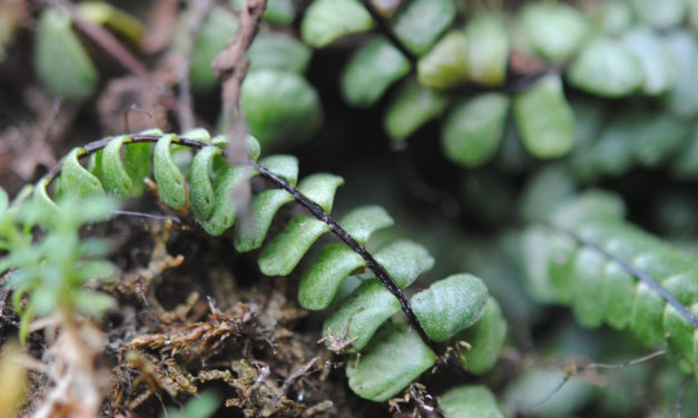 Asplenium cf castaneum