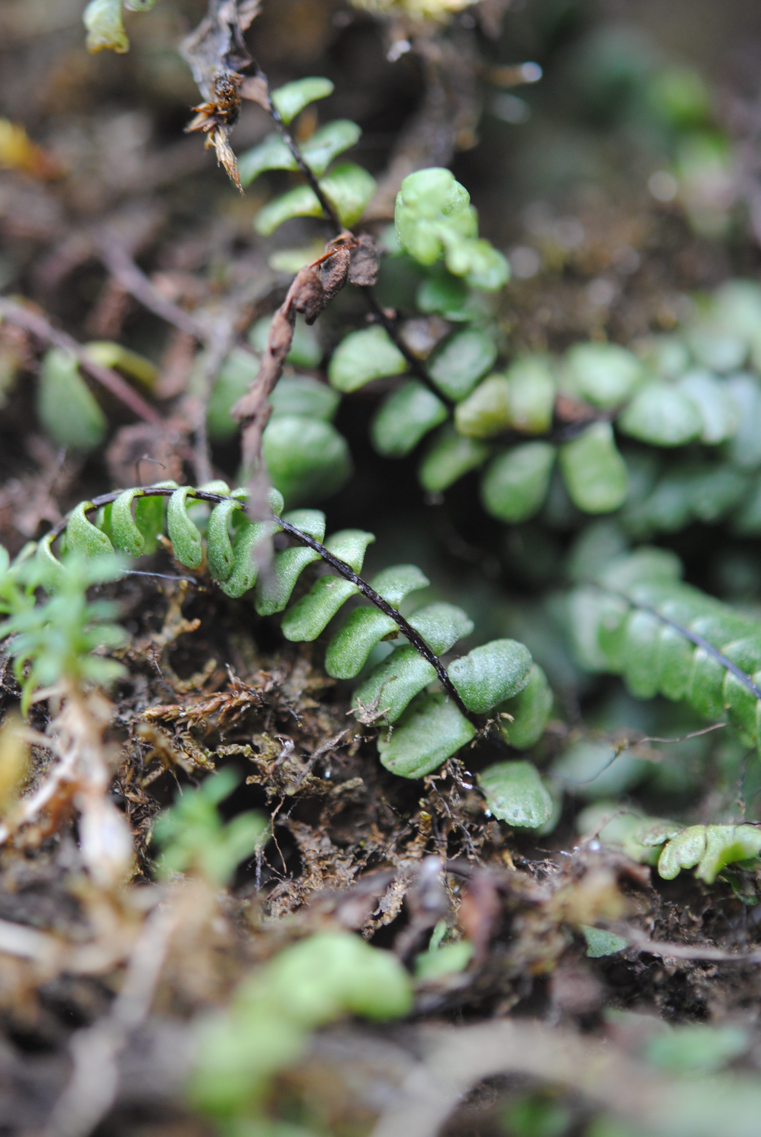 Asplenium cf castaneum