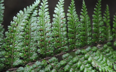 Asplenium blepharophorum