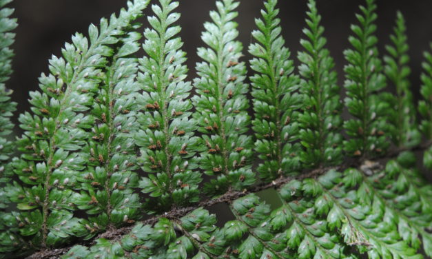 Asplenium blepharophorum