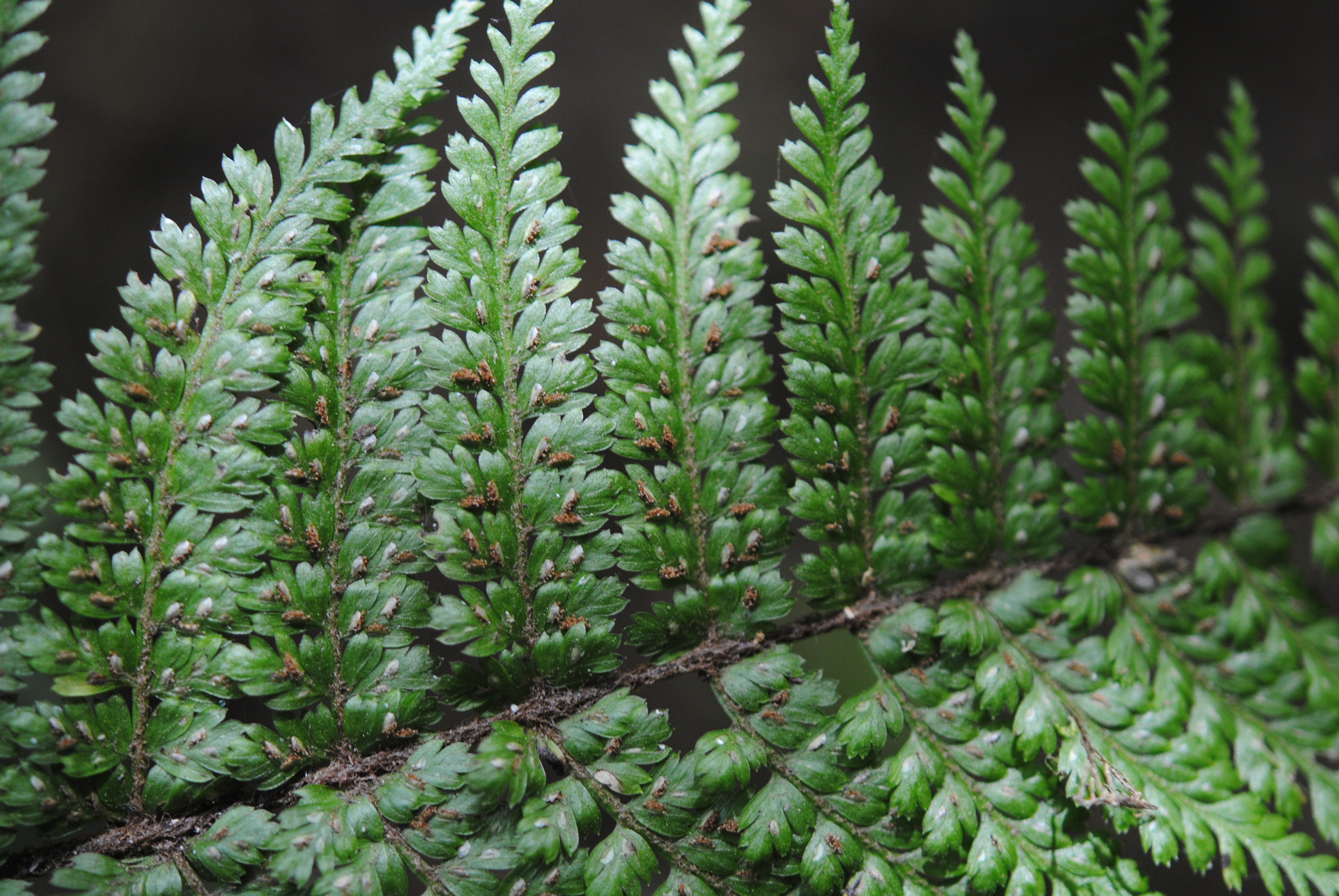 Asplenium blepharophorum