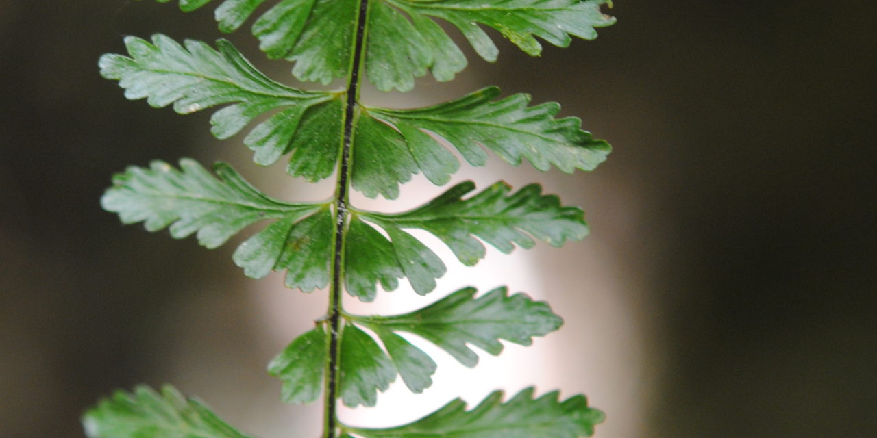 Asplenium sessilifolilum