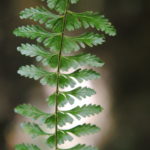 Asplenium sessilifolilum