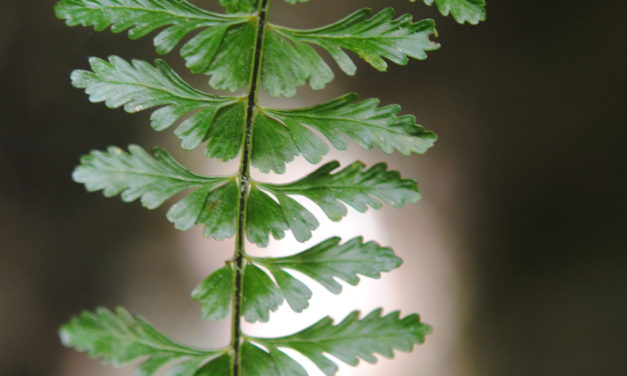 Asplenium sessilifolilum