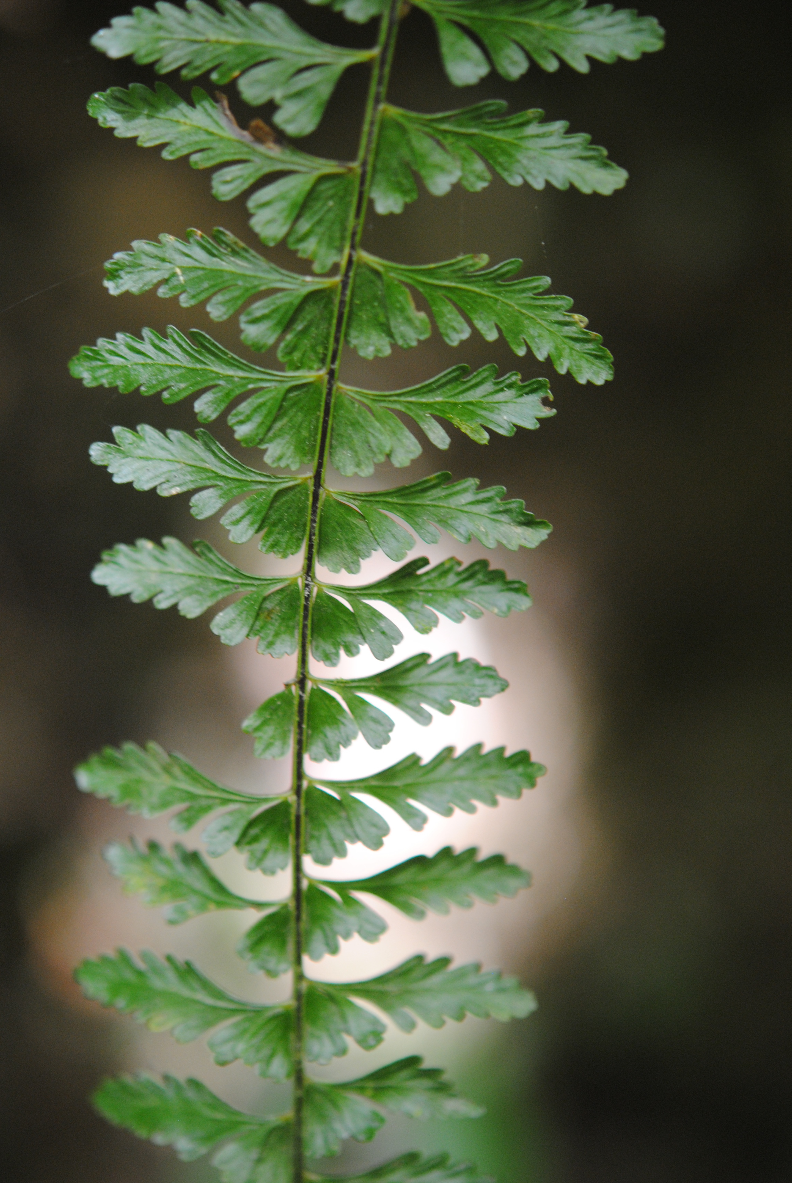 Asplenium sessilifolilum