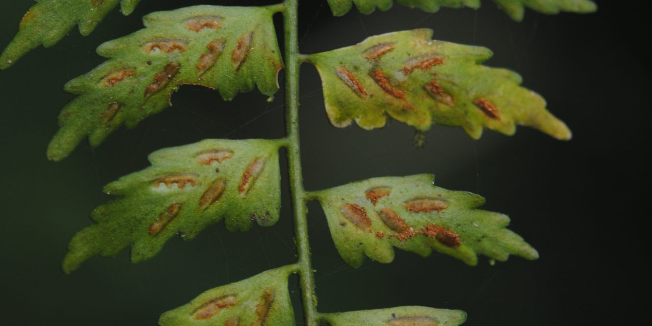 Asplenium auriculatum