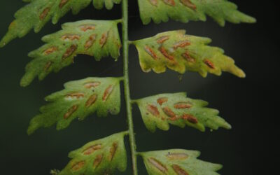 Asplenium auriculatum