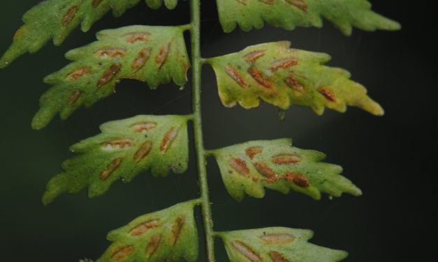 Asplenium auriculatum