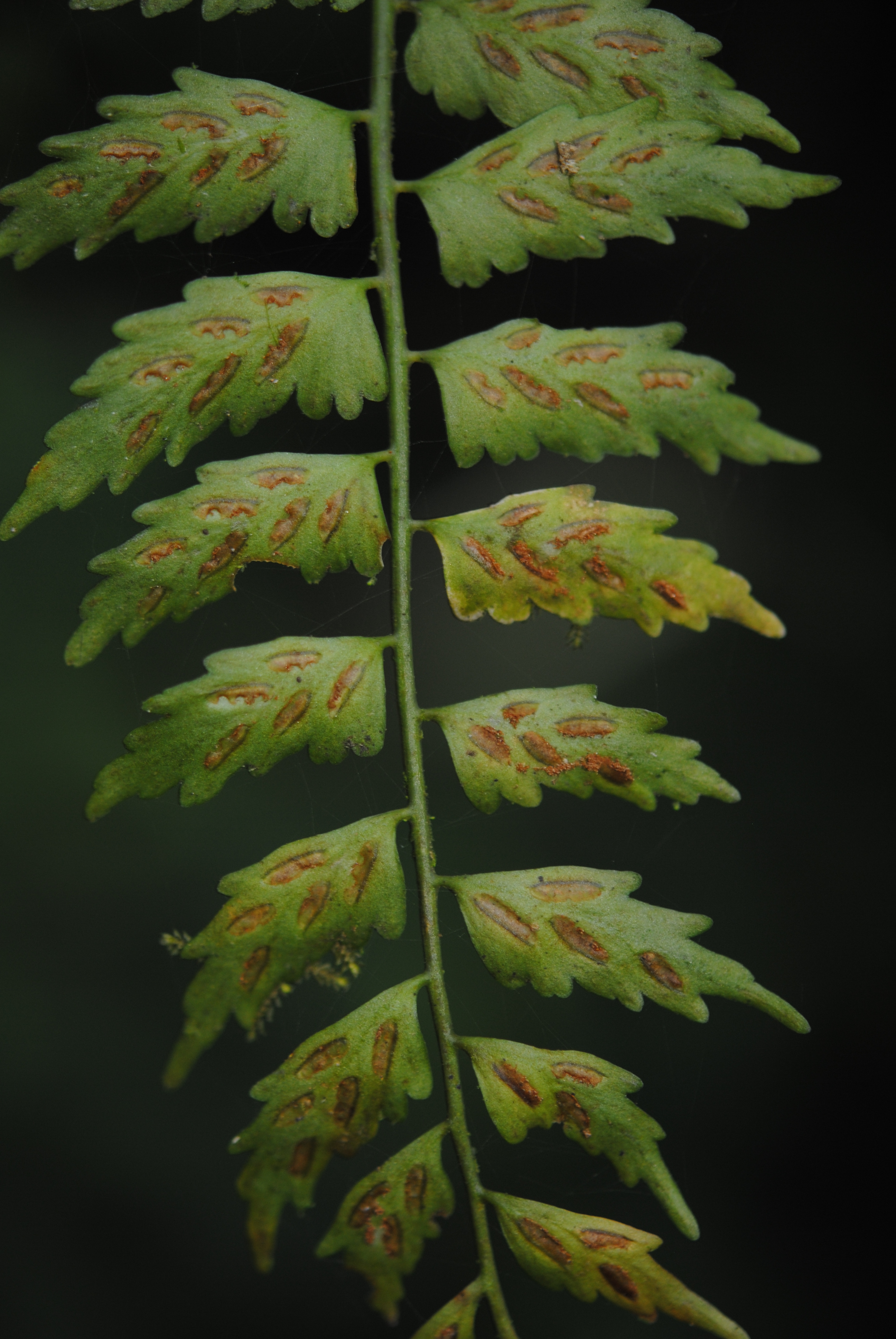 Asplenium auriculatum