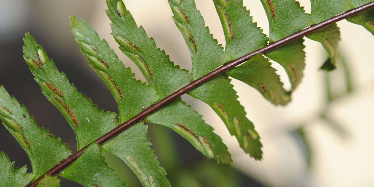 Asplenium cf monanthes