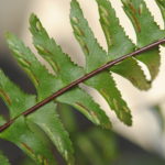 Asplenium cf monanthes