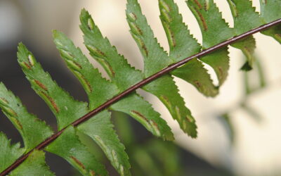 Asplenium cf monanthes