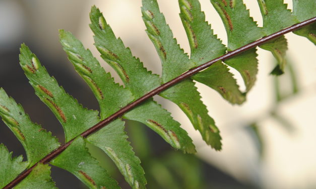 Asplenium cf monanthes