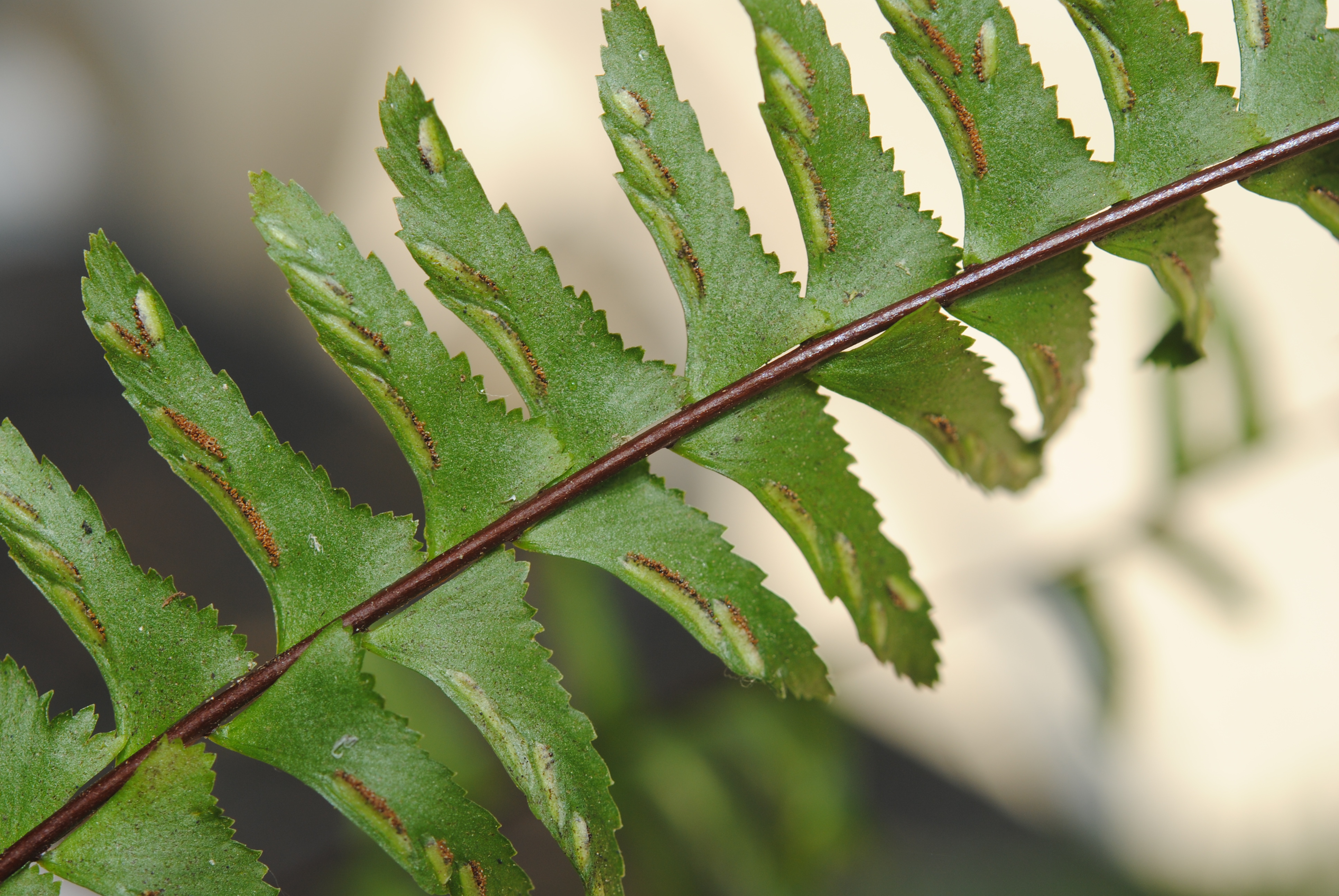 Asplenium cf monanthes