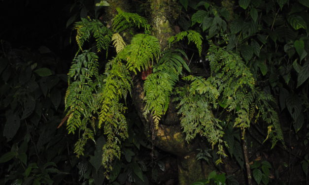 Asplenium fragrans