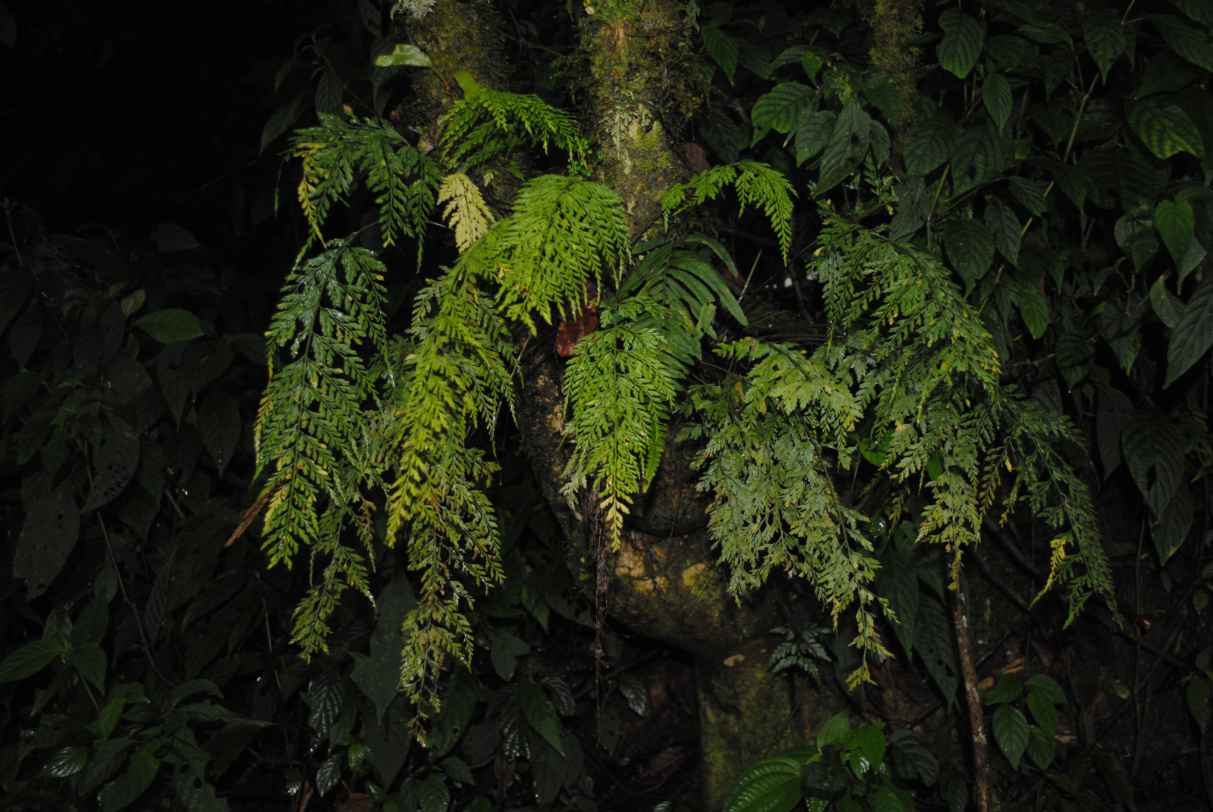 Asplenium fragrans