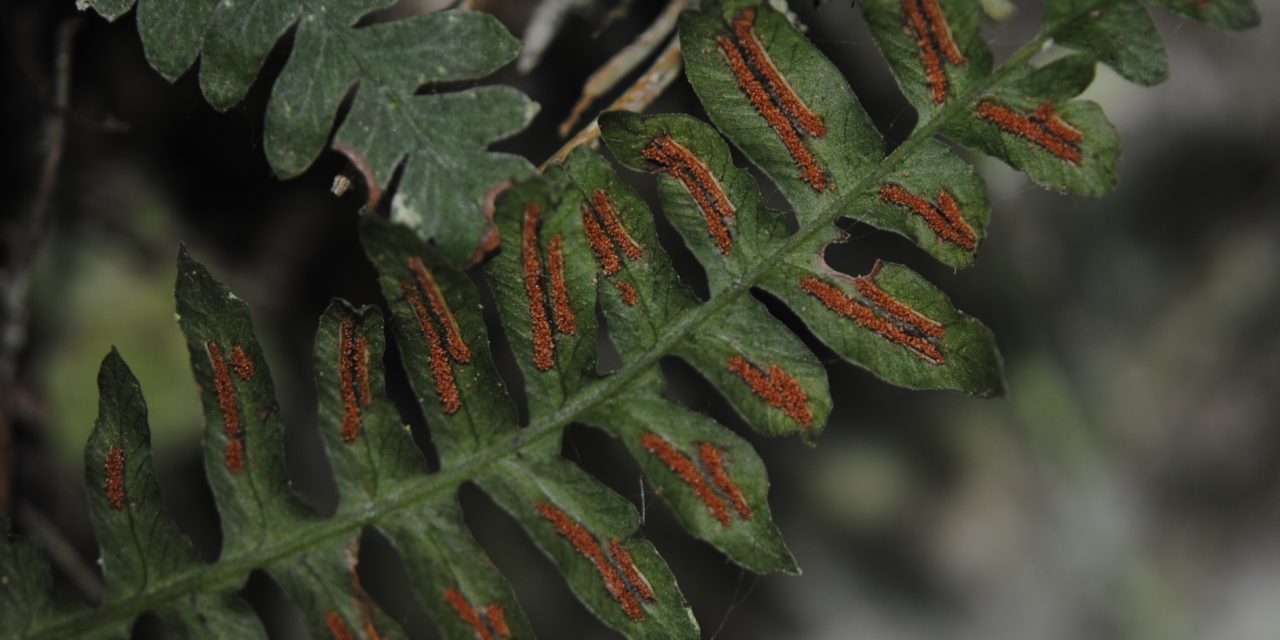 Blechnum polypodioides